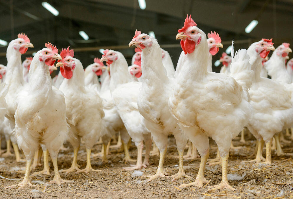 poultry farm biosecurity